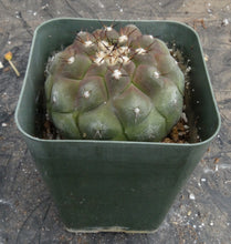 Load image into Gallery viewer, Copiapoa cinerea
