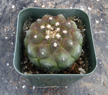 Load image into Gallery viewer, Copiapoa cinerea

