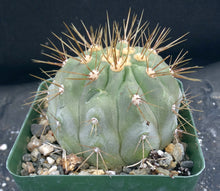 Load image into Gallery viewer, Copiapoa cinerea *larger*
