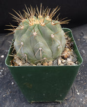 Load image into Gallery viewer, Copiapoa cinerea *larger*
