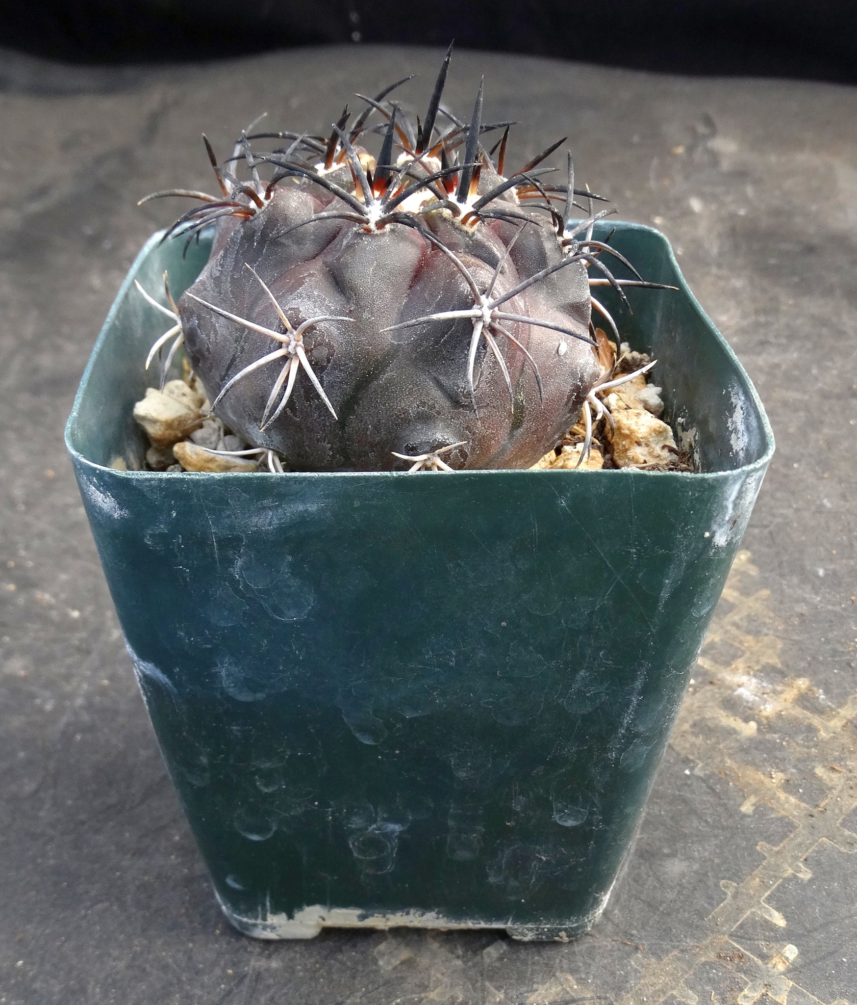 Copiapoa dura (aka griseoviolacea) – Kyle's Plants