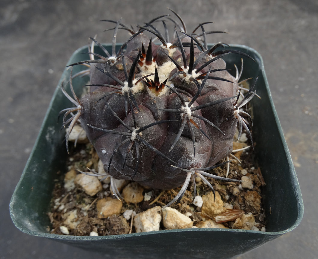 Copiapoa dura (aka griseoviolacea) – Kyle's Plants