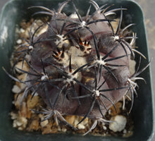 Load image into Gallery viewer, Copiapoa dura (aka griseoviolacea)
