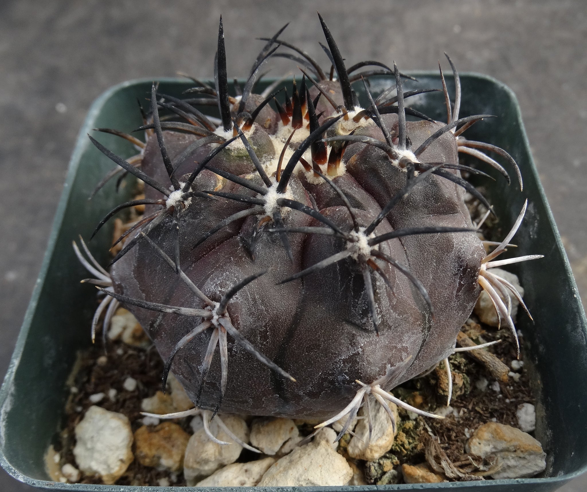Copiapoa dura (aka griseoviolacea) – Kyle's Plants