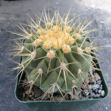 Load image into Gallery viewer, Copiapoa haseltoniana
