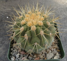 Load image into Gallery viewer, Copiapoa haseltoniana
