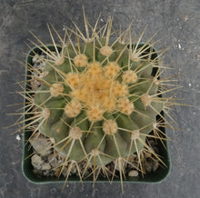 Load image into Gallery viewer, Copiapoa haseltoniana
