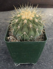 Load image into Gallery viewer, Copiapoa haseltoniana
