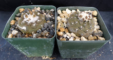 Load image into Gallery viewer, Copiapoa hypogaea Lizard Skin Form
