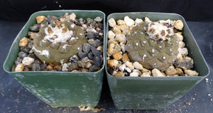 Copiapoa hypogaea Lizard Skin Form