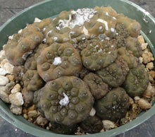Load image into Gallery viewer, Copiapoa hypogaea *large cluster*
