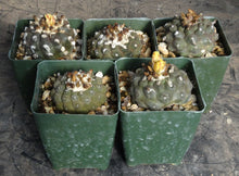 Load image into Gallery viewer, Copiapoa hypogaea
