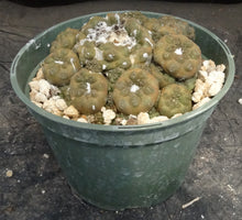 Load image into Gallery viewer, Copiapoa hypogaea *large cluster*
