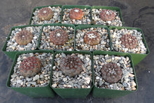 Load image into Gallery viewer, Copiapoa hypogaea
