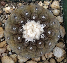 Load image into Gallery viewer, Copiapoa hypogaea Lizard Skin Form
