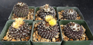 Copiapoa tenuissima *Black Cactus*