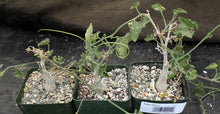 Load image into Gallery viewer, Corallocarpus bainesii
