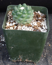 Load image into Gallery viewer, Coryphantha elephantidens inermis monstrose
