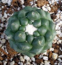 Load image into Gallery viewer, Coryphantha elephantidens inermis monstrose
