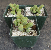 Load image into Gallery viewer, Crassula columella
