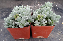 Load image into Gallery viewer, Crassula &#39;Fallwood&#39;
