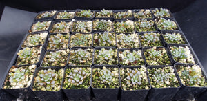 Crassula mesembrianthemopsis