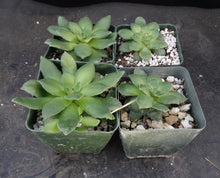 Load image into Gallery viewer, Crassula orbicularis
