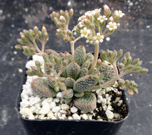 Load image into Gallery viewer, Crassula titanopsis
