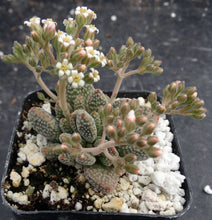 Load image into Gallery viewer, Crassula titanopsis

