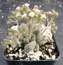 Load image into Gallery viewer, Crassula titanopsis
