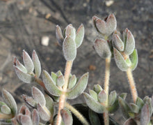 Load image into Gallery viewer, Crassula lanuginosa var. pachystemon
