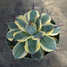 Load image into Gallery viewer, Agave patonii 'Cream Spike' Variegated
