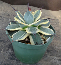 Load image into Gallery viewer, Agave patonii 'Cream Spike' Variegated
