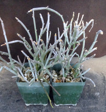 Load image into Gallery viewer, Cynanchum cf. socotranum (Sarcostemma)
