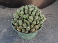 Load image into Gallery viewer, Euphorbia mammillaris 'Monstrose'
