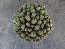 Load image into Gallery viewer, Euphorbia mammillaris 'Monstrose'
