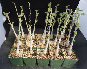 Dendosicyos socotranus