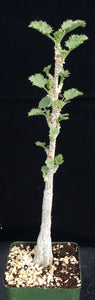 Dendosicyos socotranus