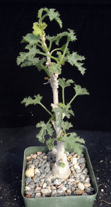 Dendosicyos socotranus
