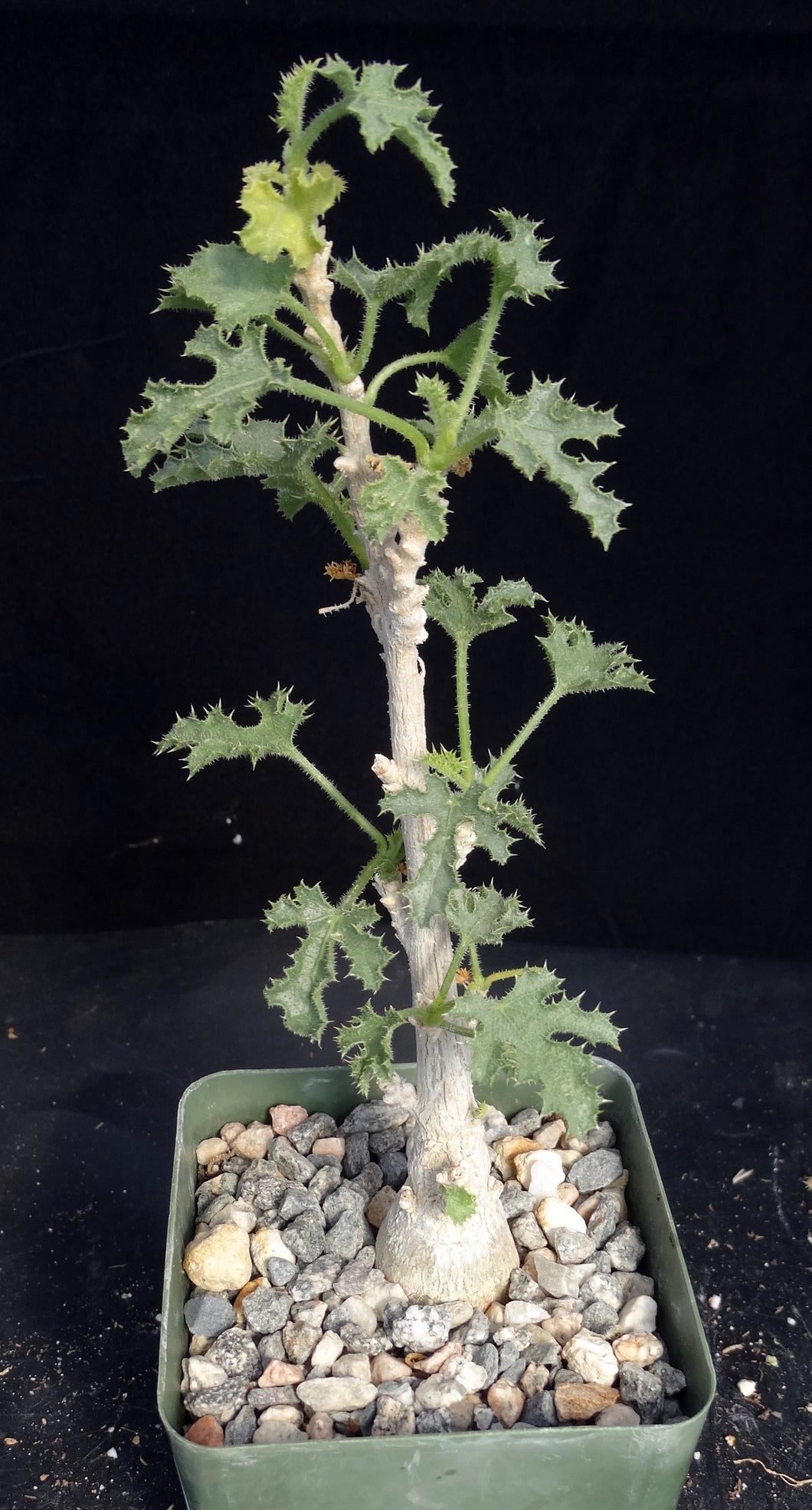 Dendosicyos socotranus