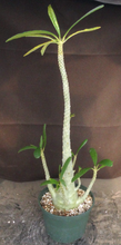 Load image into Gallery viewer, Dorsteinia gigas
