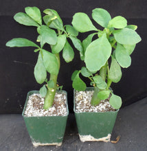 Load image into Gallery viewer, Dorsteinia hildebrandtii
