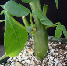 Load image into Gallery viewer, Dorsteinia hildebrandtii
