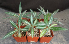Load image into Gallery viewer, Dorstenia lancifolia
