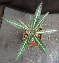 Load image into Gallery viewer, Dorstenia lancifolia
