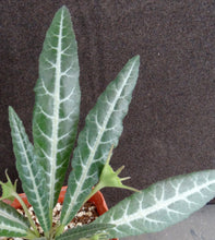 Load image into Gallery viewer, Dorstenia lancifolia
