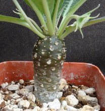 Load image into Gallery viewer, Dorstenia lancifolia
