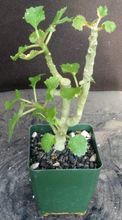 Load image into Gallery viewer, Dorstenia gypsophila
