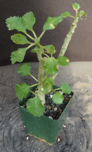 Load image into Gallery viewer, Dorstenia gypsophila
