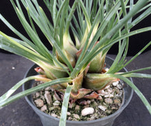 Load image into Gallery viewer, Drimia media *Big Plant!
